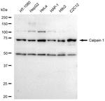 Mu-Calpain Antibody in Western Blot (WB)