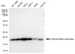 DHFR Antibody in Western Blot (WB)