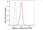 Calpain 2 Antibody in Flow Cytometry (Flow)