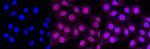 Calpain 2 Antibody in Immunocytochemistry (ICC/IF)