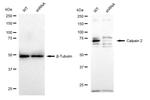 Calpain 2 Antibody