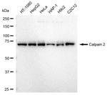 Calpain 2 Antibody in Western Blot (WB)