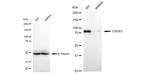 CSDE1 Antibody