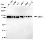 CSDE1 Antibody in Western Blot (WB)