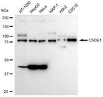 CSDE1 Antibody in Western Blot (WB)