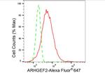 GEF-H1 Antibody in Flow Cytometry (Flow)