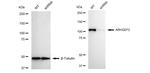 GEF-H1 Antibody