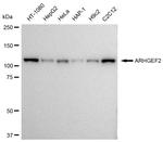 GEF-H1 Antibody in Western Blot (WB)