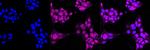 Fe65 Antibody in Immunocytochemistry (ICC/IF)