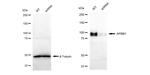 Fe65 Antibody