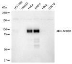 Fe65 Antibody in Western Blot (WB)