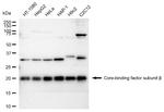 CBF beta Antibody in Western Blot (WB)