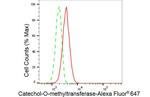 COMT Antibody in Flow Cytometry (Flow)