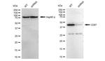 CD97 Antibody