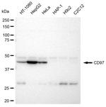 CD97 Antibody in Western Blot (WB)