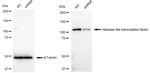 HLTF Antibody