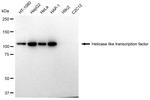 HLTF Antibody in Western Blot (WB)