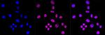 HSF1 Antibody in Immunocytochemistry (ICC/IF)