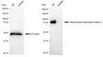 HSF1 Antibody