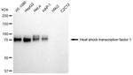 HSF1 Antibody in Western Blot (WB)