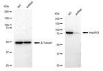 HSP90 beta Antibody