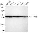 HSP90 beta Antibody in Western Blot (WB)