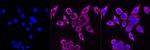 HSP90 beta Antibody in Immunocytochemistry (ICC/IF)