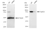 HSP90 beta Antibody