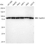 HSP90 beta Antibody in Western Blot (WB)