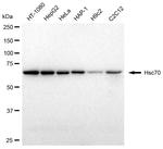 HSC70 Antibody in Western Blot (WB)