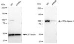 DNA Ligase IV Antibody