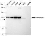 DNA Ligase IV Antibody in Western Blot (WB)