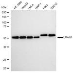 LMAN1 Antibody in Western Blot (WB)