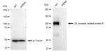 LRP8 Antibody