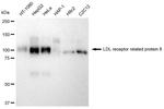 LRP8 Antibody in Western Blot (WB)