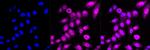 MAPKAPK2 Antibody in Immunocytochemistry (ICC/IF)