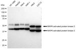 MAPKAPK2 Antibody in Western Blot (WB)