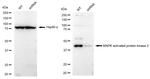 MAPKAPK2 Antibody