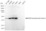 MAPKAPK2 Antibody in Western Blot (WB)