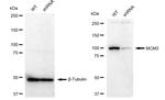 MCM3 Antibody