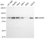 MCM3 Antibody in Western Blot (WB)