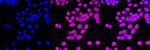 NEK7 Antibody in Immunocytochemistry (ICC/IF)