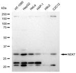 NEK7 Antibody in Western Blot (WB)