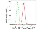 LIS1 Antibody in Flow Cytometry (Flow)