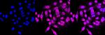 LIS1 Antibody in Immunocytochemistry (ICC/IF)