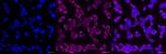 PAX6 Antibody in Immunocytochemistry (ICC/IF)