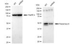 PAX6 Antibody