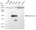 PAX6 Antibody in Western Blot (WB)