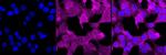 PEPD Antibody in Immunocytochemistry (ICC/IF)