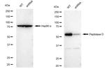 PEPD Antibody